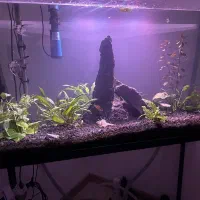 اکواریوم گیاه طبیعی