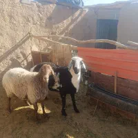 بره قوچی کاور افشاری|حیوانات مزرعه|سربیشه, |دیوار