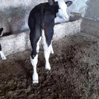 گوساله سیمینتال