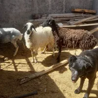 ۳راس شیشک میش