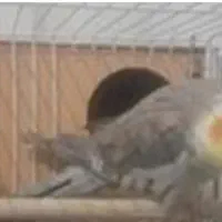 عروس هلندی نر و ماده
