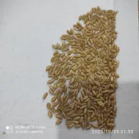 گندم بزری آمریکایی با رقم ال جی ۵