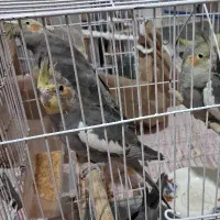 عروس هلندی جوجه وبالغ