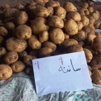 سیب بذری وارداتی ۴۰۲ و ۴۰۳|خدمات باغبانی و درختکاری|شیراز, حافظیه|دیوار