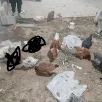 مرغ محلی|حیوانات مزرعه|آبیک, |دیوار