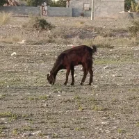 بز فروشی مخصوص کشت