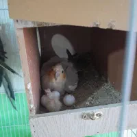 جوجه عروس هلندی