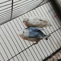 مجسمه پرنده معاوضه با هلندی