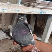 یک ماده کله هما بادوتا جوجه هفرنگ کله هما|پرنده|اسفراین, |دیوار