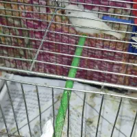 فروش یک عدد فنچ معمولی|پرنده|رشت, جماران|دیوار