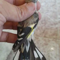 قناری زردنروماده