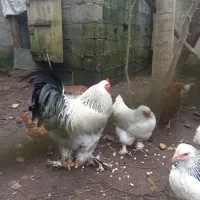 مرغ خروس امپراطور|حیوانات مزرعه|خشکبیجار, |دیوار