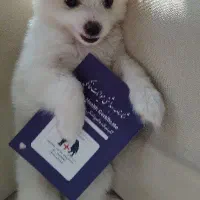 سگ پامر اشپیتز