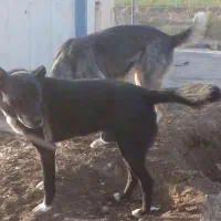 دو عدد سگ|سگ|خمین, |دیوار