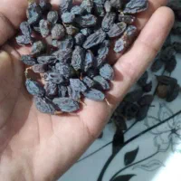 فروش کشمش سبز و کشمش آفتابی