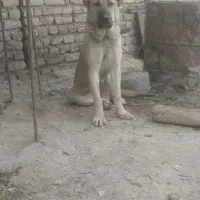 ماده‌ ۱۰ ماه پژدر