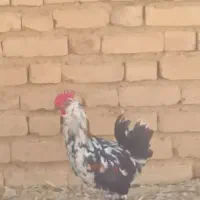 مرغ خروس گلین