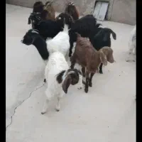 ۱۰راس بزغاله ماده|حیوانات مزرعه|دشتابی, |دیوار