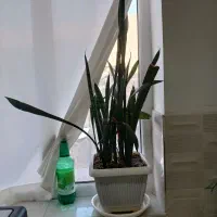 گل خانگی|گل و گیاه طبیعی|ماکو, |دیوار