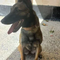 سگ بلژین مالینویز ماده|سگ|کرج, مهرویلا شمالی|دیوار