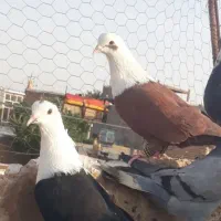 نرماده کلاغ خوشگل|پرنده|تربت‌حیدریه, باغ ملی|دیوار