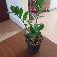 تکثیر گل زاموفیلیا|گل و گیاه طبیعی|شیروان (خراسان), |دیوار