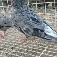 پرنده اشعل کوهی و سینه سیاه