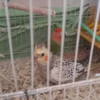 فروش عروس هلندی و کوتوله