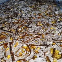 کمپوست قارچ