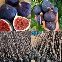 انجیر بوم حس باغ پربار