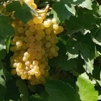 نهال انگور کشمش|خدمات باغبانی و درختکاری|قم, آذر (نکویی)|دیوار