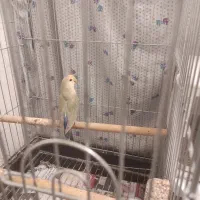 فروش ۳ جفت کوتوله برزیلی|پرنده|شیراز, تندگویان|دیوار