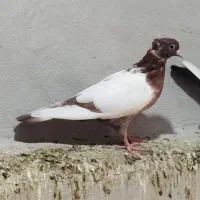 1 جفت کبوتر سینه ای