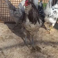 تخم مرغ گلین طوسی ریشی ۴۰ تاج