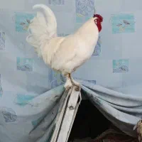 خروس جوان و پا پری