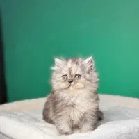 بریتیش لانگهر|گربه|لاهیجان, قیام|دیوار