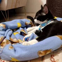 واگذاری گربه