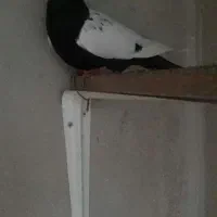 کفترسینه دم سیاه