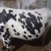 گاو دورگ خوب آبسن