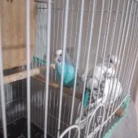 یک جفت پرنده مرغ