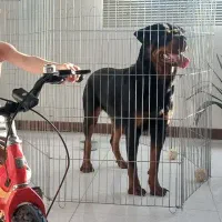 سگ روتوایلر