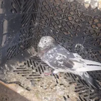 دوتا کفتر سرور عطیقه