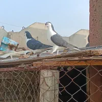 نروماده سیاپاک|پرنده|مشهد, شهرک شیرین|دیوار