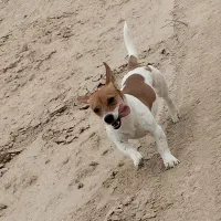 واگذاری سگ پاکوتاه داشهوند