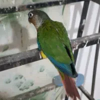 طوطی گرینچیک سرلاکی یلوساید دبل و آناناسی دبل۴عدد|پرنده|رشت, جانبازان|دیوار