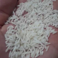 100 کیلو برنج شیرودی