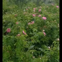 باغ ویلا ۵۰۰۰ متر نزدیک ویلاهای پزشکان در کلاکوب|فروش خانه و ویلا|مشهد, کلاکوب|دیوار