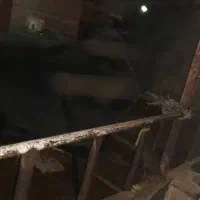 گاو و گوساله|حیوانات مزرعه|خفر, |دیوار