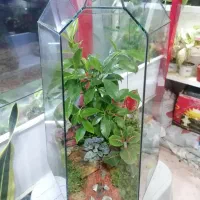 اگلونما و گلای خاص