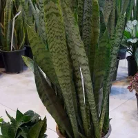 سانسوریا شمشیری سبز پُرغلاف پُر برگ|گل و گیاه طبیعی|قم, نیروگاه|دیوار